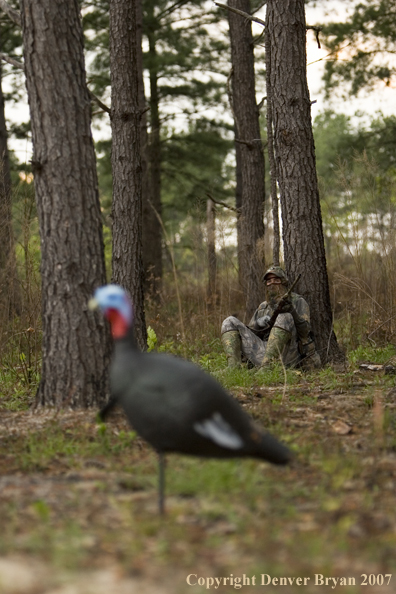 Turkey hunter in field