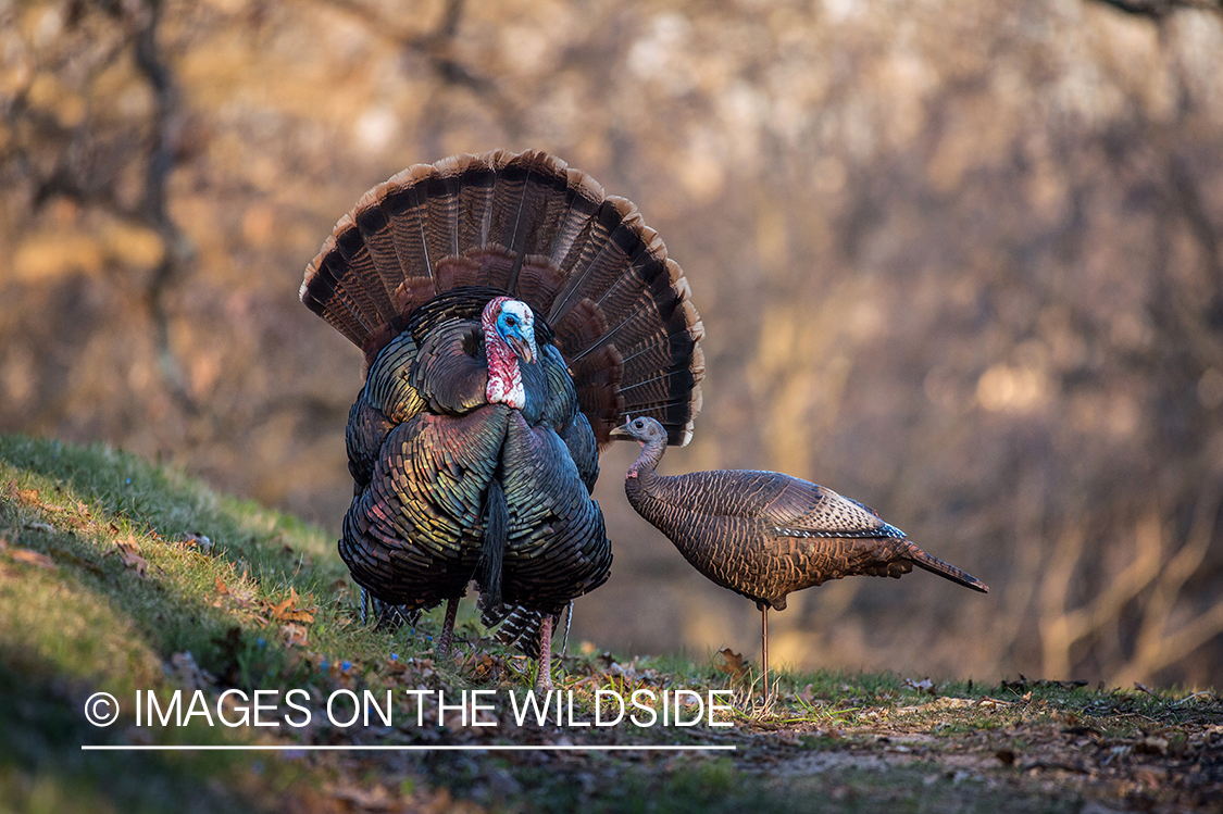 Turkey with decoy.