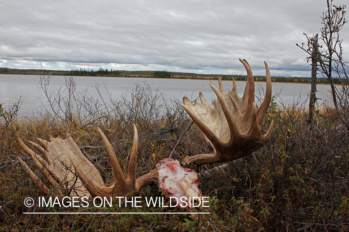 Bagged Alaskan bull moose head in field.