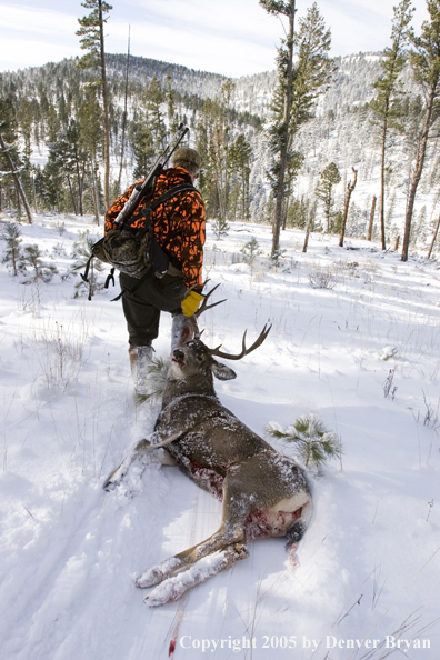 Mule deer hunter dragging bagged buck through woods.