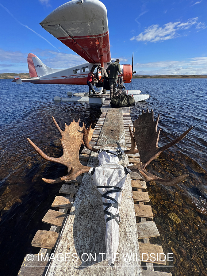 Float plane with moose heads.