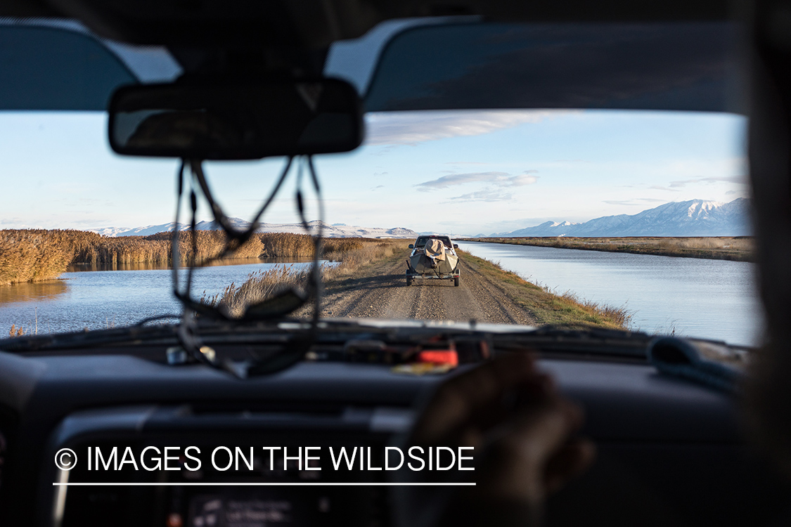 Hunting Tundra Swans and Ducks in Bear River region in Utah.