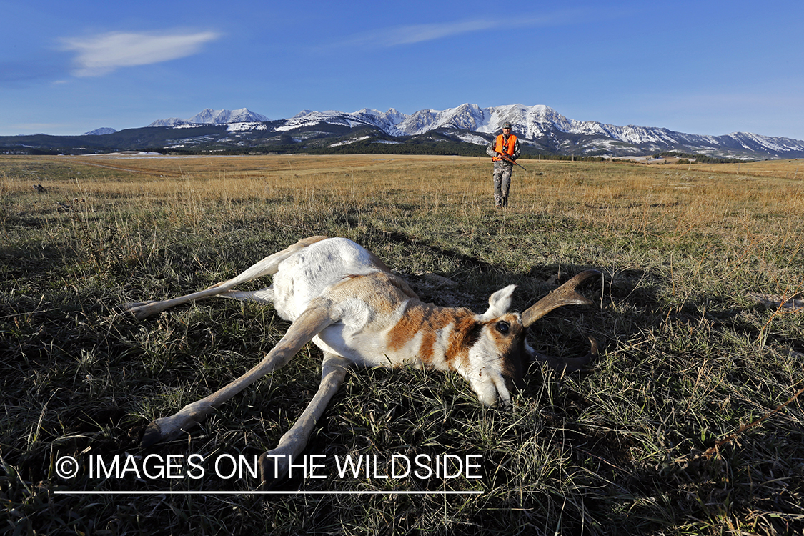 Pronghorn Antelope hunter approaching downed antelope buck. 