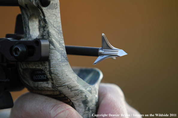 Broadhead on arrow being shot from compound bow. 