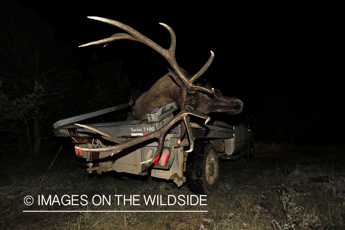 Hunter loading bull elk.