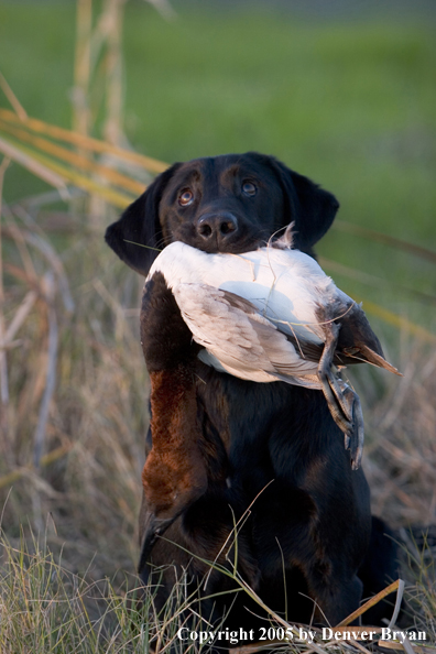 Black Labrador Retriever in field with bagged canvasback drake.