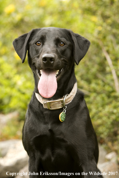 Black Labrador Retriever