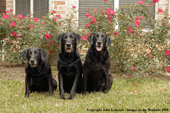 Black Labrador Retriever in field