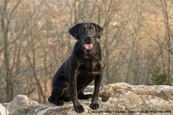 Black Labrador Retriever in field