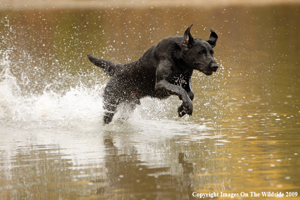 Black Labrador Retriever