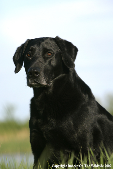 Black Labrador Retriever in field