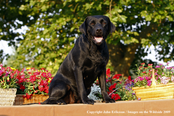 Black Labrador Retriever 