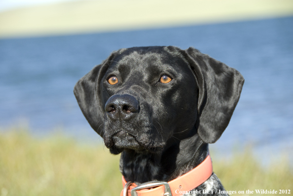 Black Labrador Retriever. 