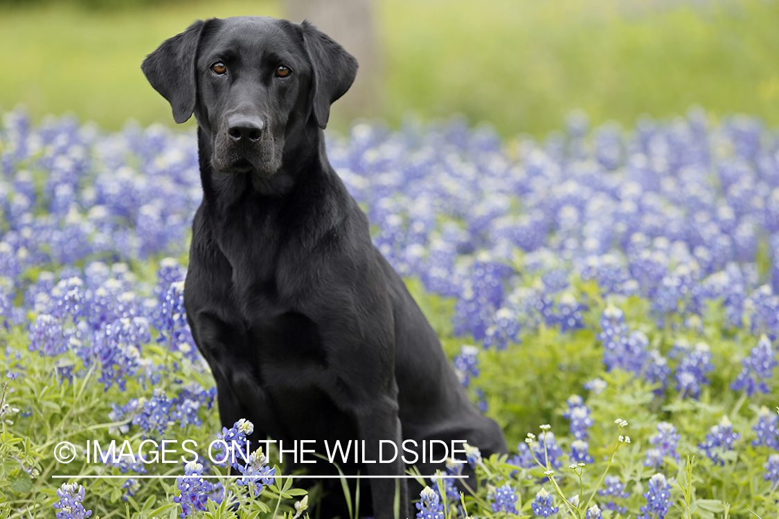 Black Labrador Retriever in field of wildflowers.