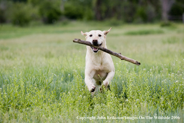 Yellow Labrador Retrievers.