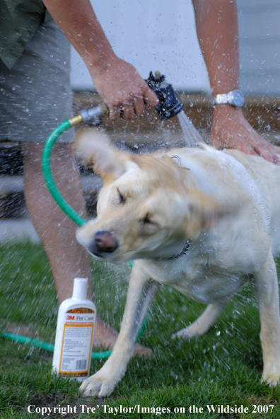 Yellow Labrador Retriever getting a bath