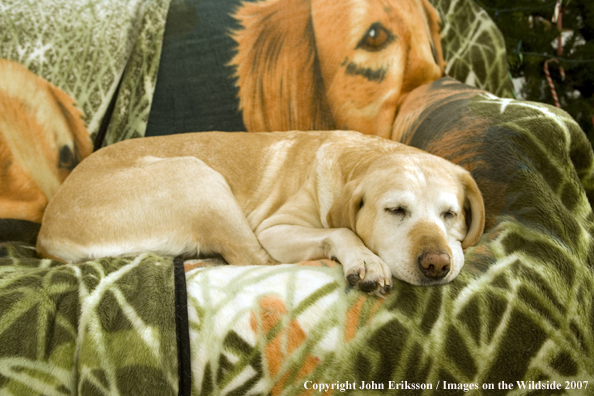 Yellow Labrador Retriever 