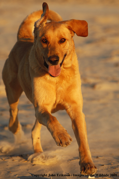 Yellow Labrador Retriever