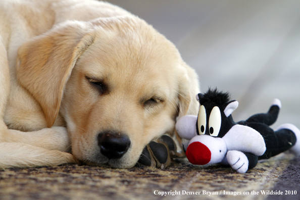 Yellow Labrador Retriever Puppy with toy