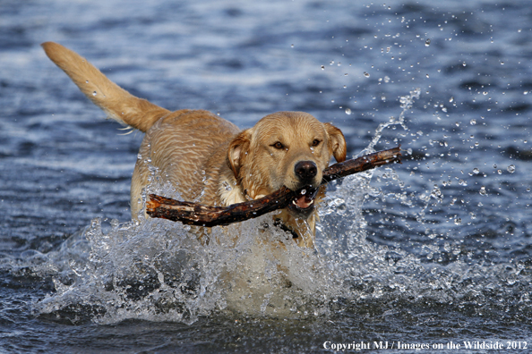 Yellow Labrador Retriever in water with stick. 