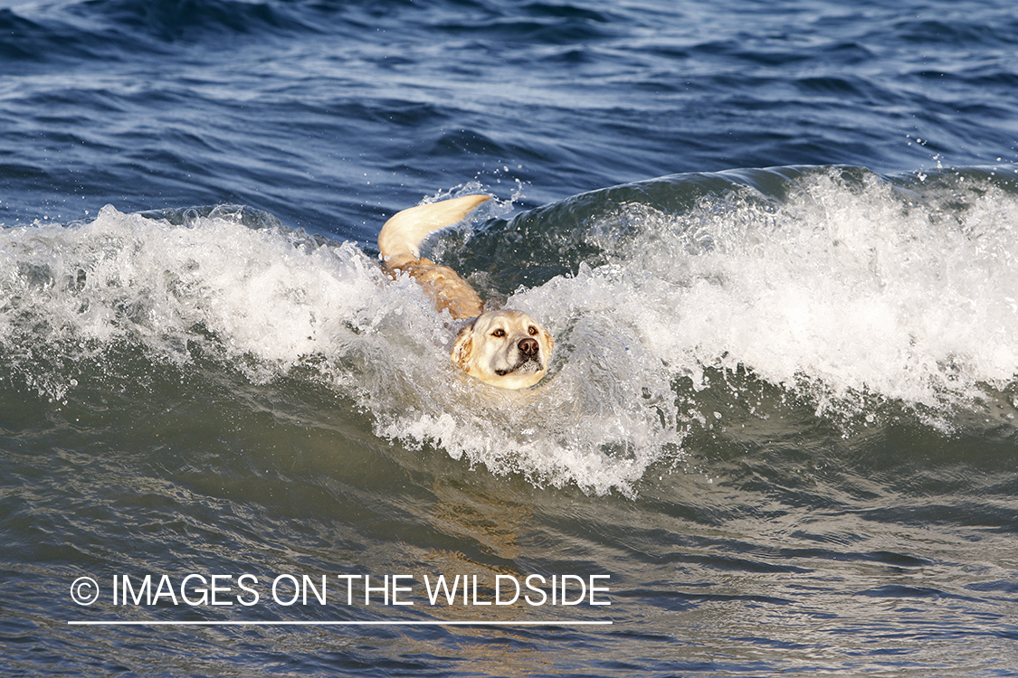 Yellow lab playing in the ocean.