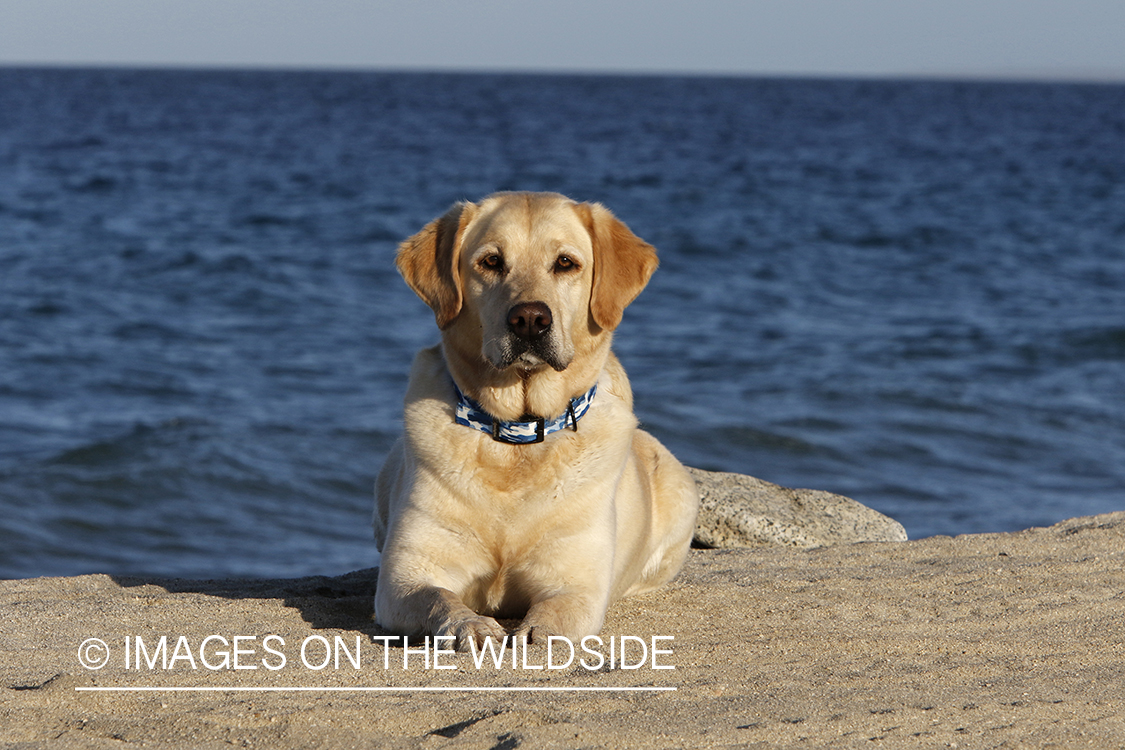 Yellow lab in front of ocean.