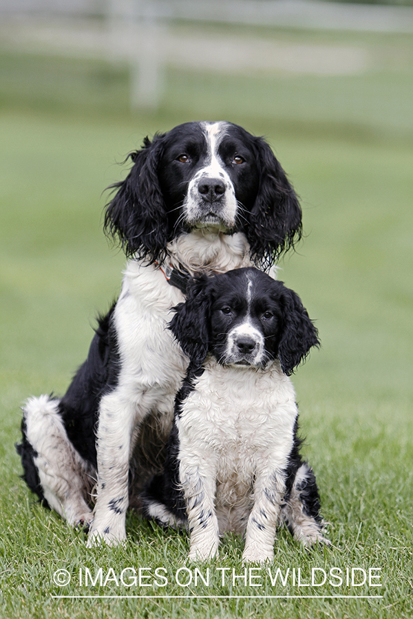 English Springer Spaniel with puppy.