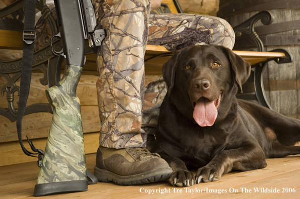 Chocolate Labrador Retriever with hunter.