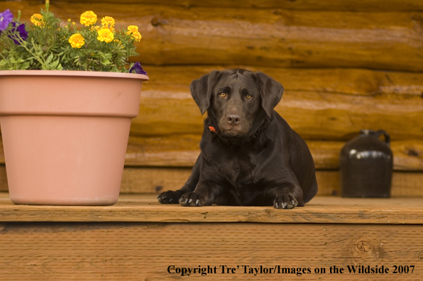 Chocolate labrador lounging.