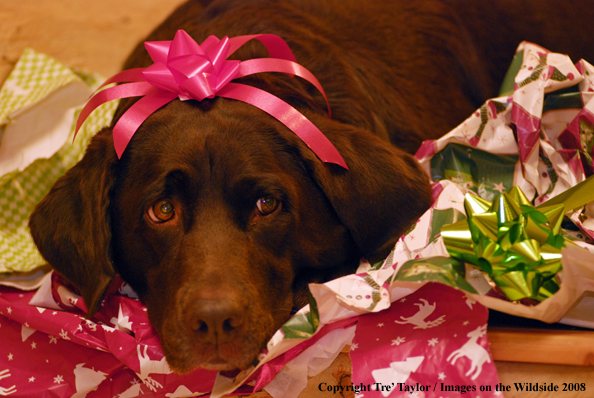 Chocolate Labrador Retriever at Christmas 