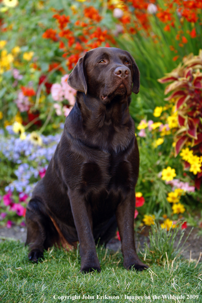 Chocolate Labrador Retriever