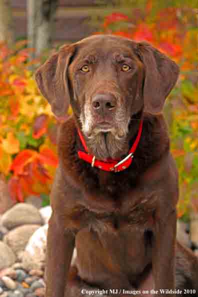 Chocolate Labrador Retriever