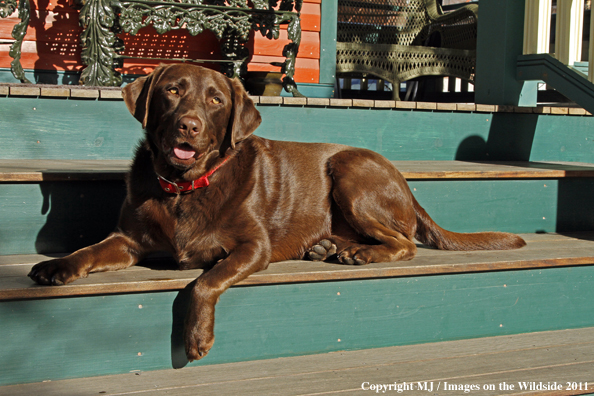 Chocolate Labrador Retriever.