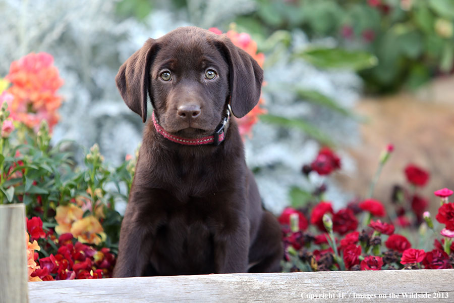 Chocolate Labrador Retriever puppy