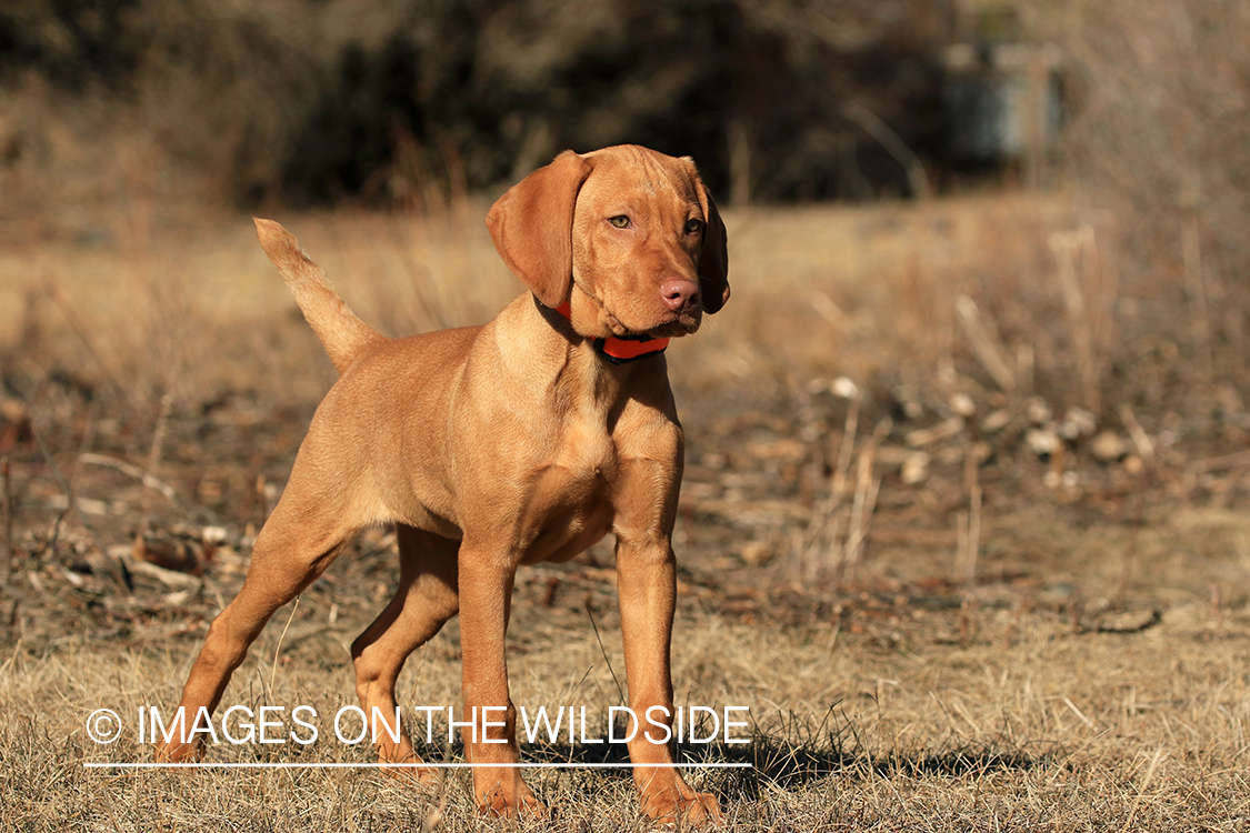 Vizsla in brush.