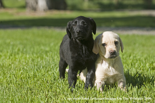 Yellow and black Labrador Retriever puppies.