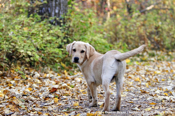 Yellow Labrador Retriever Puppy