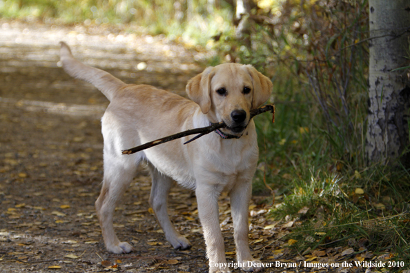 Yellow Labrador Retriever puppy