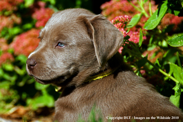 Chocolate Labrador Retriever Puppy