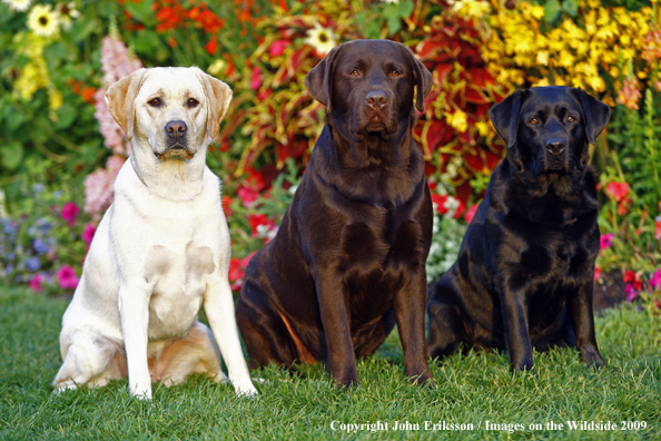 Multi-colored Labrador Retrievers 