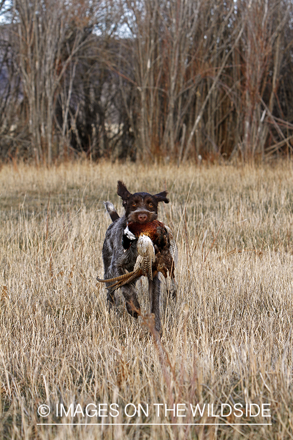 Pointing Griffon retrieving bagged pheasant.