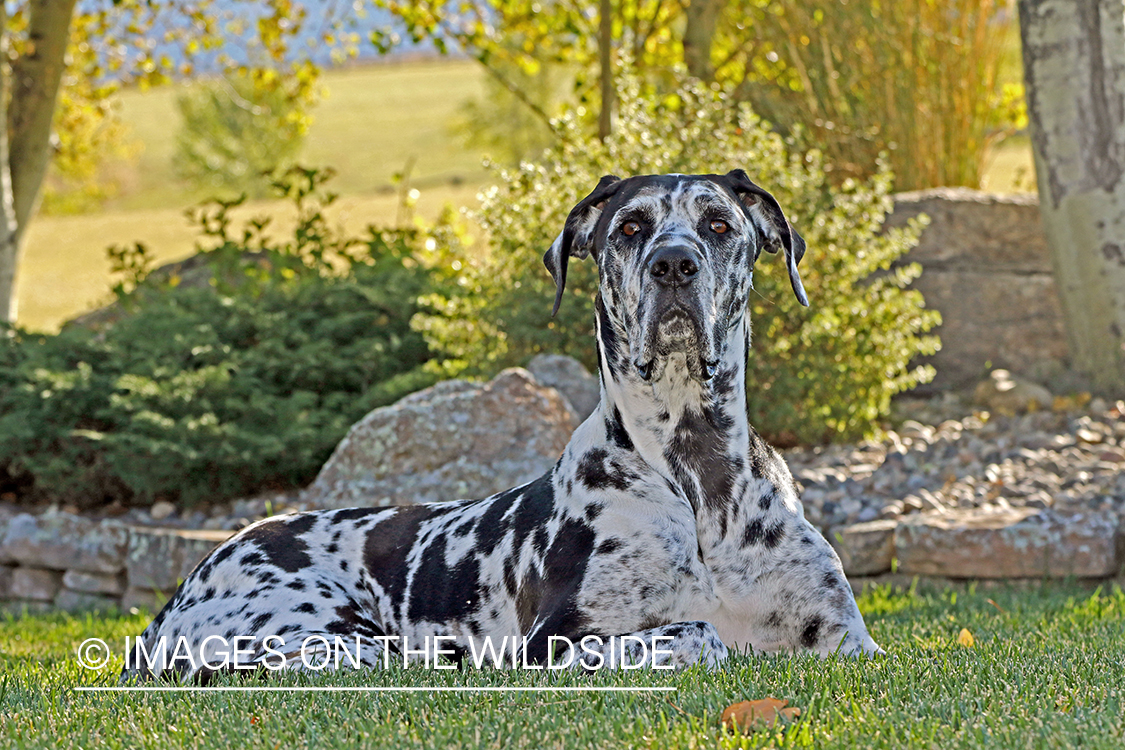 Great Dane in grass.