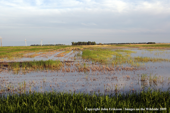 Flooded crop fields