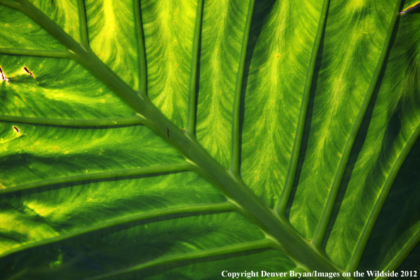 Vegetation close-up in Hawaii. 