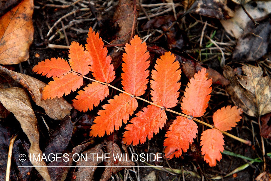 Mountain-ash leaf in autumn.