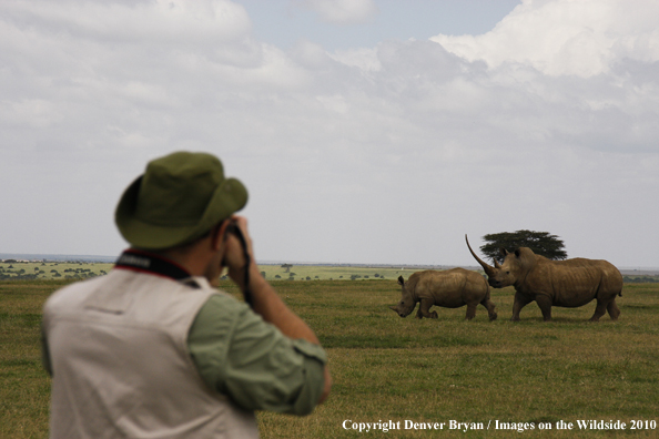 Photography white rhinos on african safari