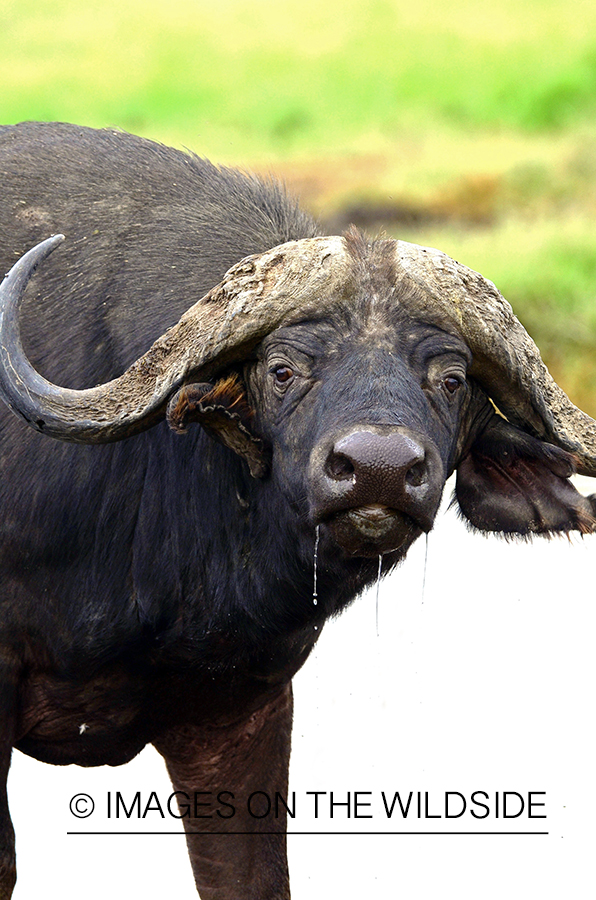 Cape Buffalo Bull in african habitat. 