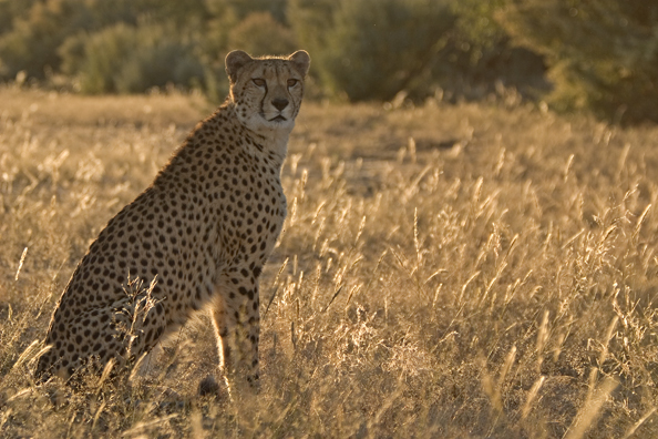 Cheetah in habitat.  Africa.