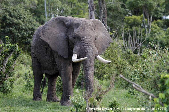 African Bull Elephant 