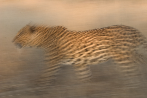 Leopard running/walking. Africa